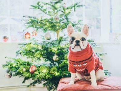 christmas cloth for dog