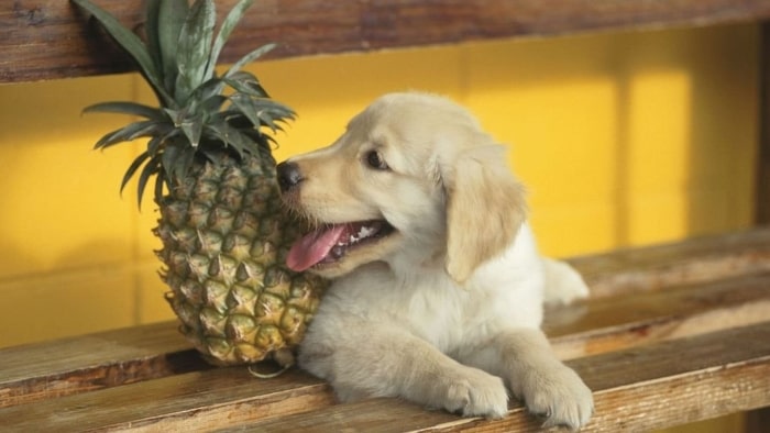 are dried pineapples bad for dogs