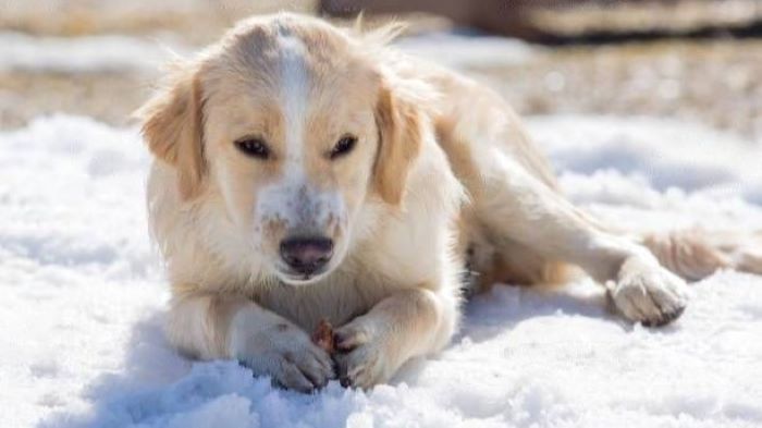 is-it-really-safe-to-eat-snow-in-a-survival-situation