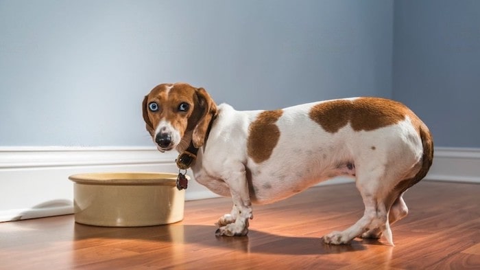 Dachshund Feeding Chart – How Much To Feed? - WeWantDogs