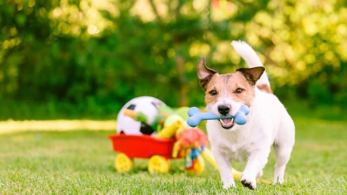 Dog running with toys