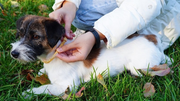 can-dogs-get-lyme-disease-understanding-the-risks-and-symptoms