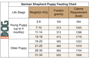 German Shepherd Feeding Chart – How Much to Feed? - WeWantDogs