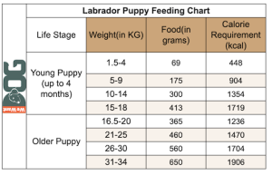 Labrador Feeding Chart – How Much to Feed? - WeWantDogs