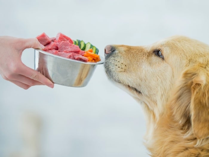 How Much Raw Food Should I Feed My Dog? Quench Your Curiosity Now