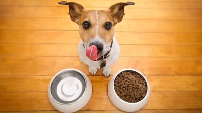 when-to-switch-puppy-to-dog-food-wewantdogs