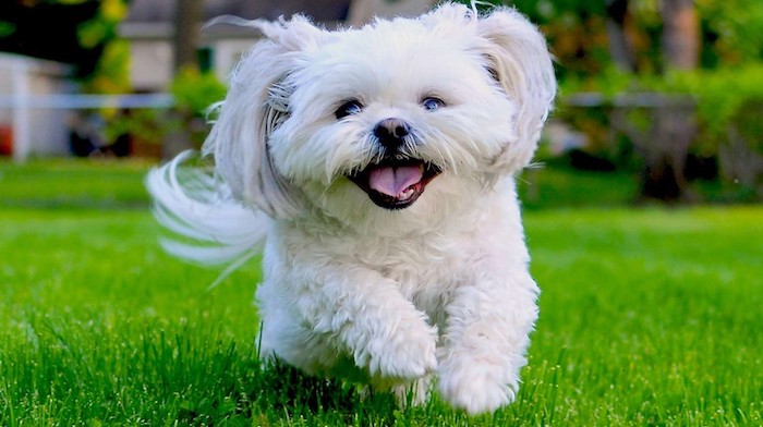 how much to feed shih tzu terrier