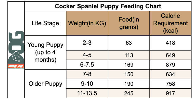 Cocker Spaniel Feeding Guide – How Much to Feed? - WeWantDogs