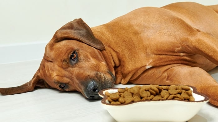 Dog threw up undigested food 6 hours later sale