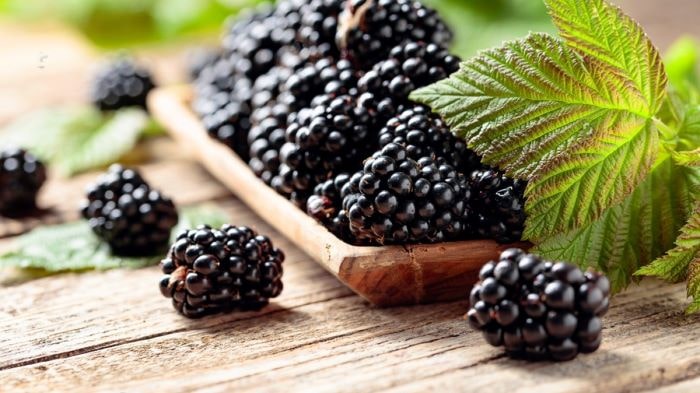 are blackberries safe for dogs to eat