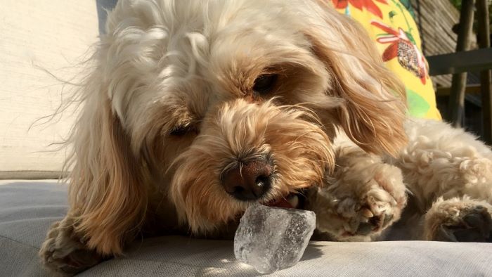 can-dogs-eat-ice-cubes-cool-treat-or-choking-hazard-wewantdogs