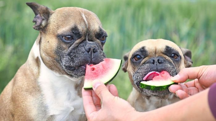 can-dogs-eat-watermelon-a-refreshing-treat-wewantdogs