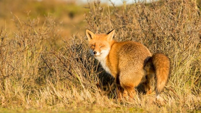 How To Get Rid Of Fox Pee Smell In Garden