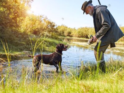What Are the Benefits of Gun Dog Training?