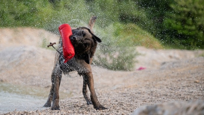 why-do-dogs-shake-their-toys-quench-your-curiosity-now-wewantdogs