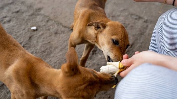 Can Dogs Eat Bananas Is Banana Good For Dogs WeWantDogs