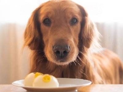 can-dogs-eat-cooked-eggs