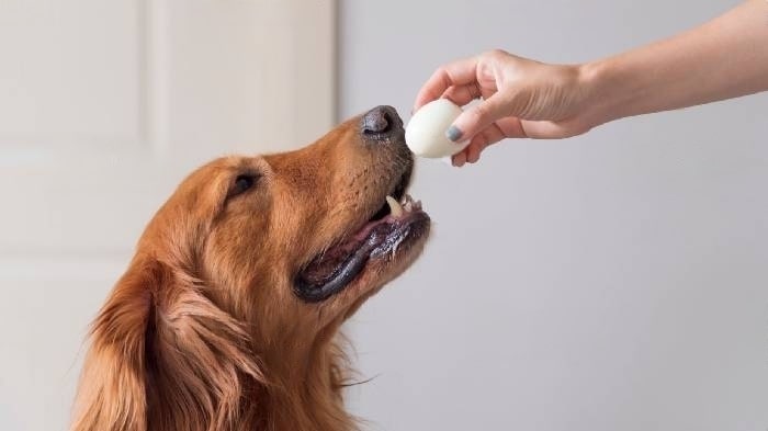 can dogs eat raw eggs