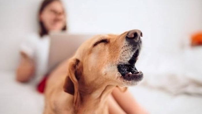 what constitutes a nuisance barking dog