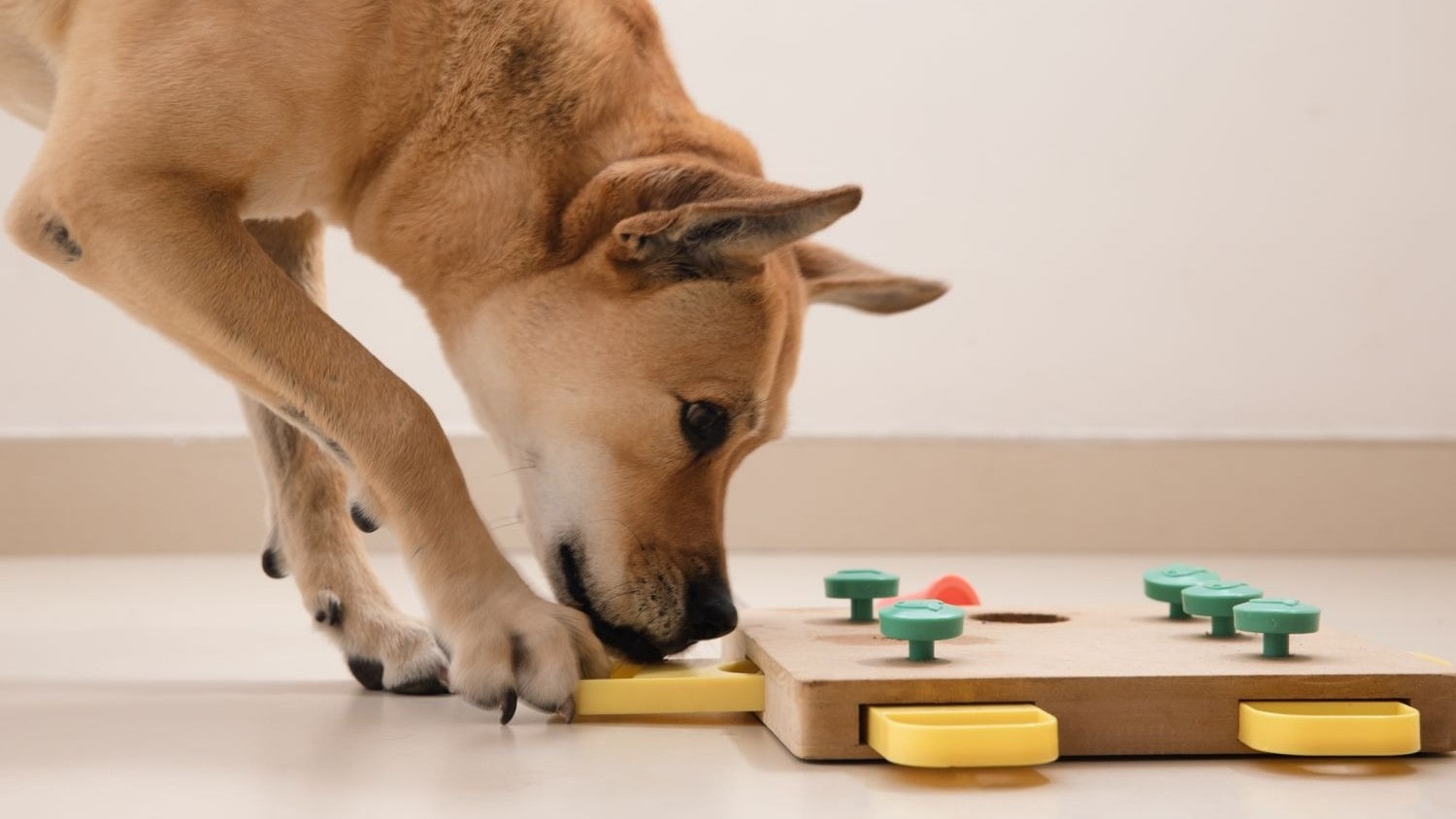 Dog Food Puzzle Feeder Toy - Loobani