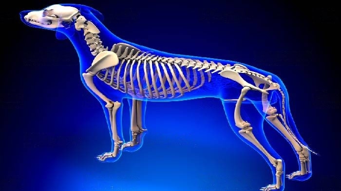 How Many Bones Does a Dog Have In Their Body? - WeWantDogs