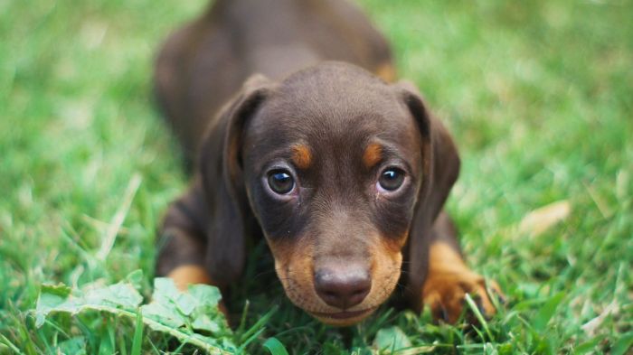 What Does A Dachshund Cost? - Puppy Prices & Annual Expenses