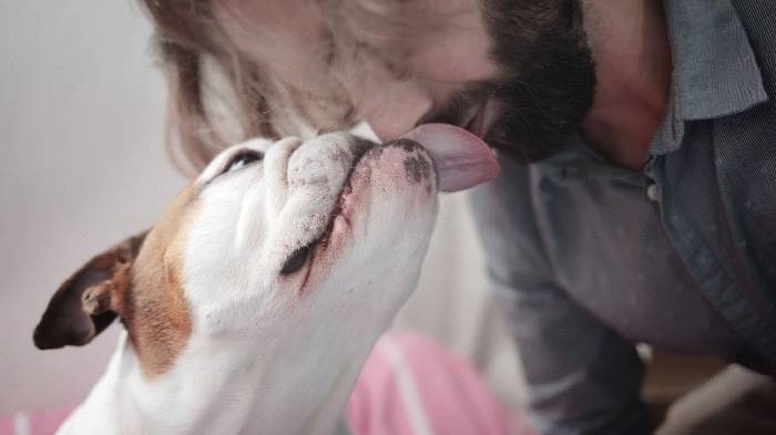 Why Does My Dog Lick My Nose? Understanding Canine Communication - PawSafe