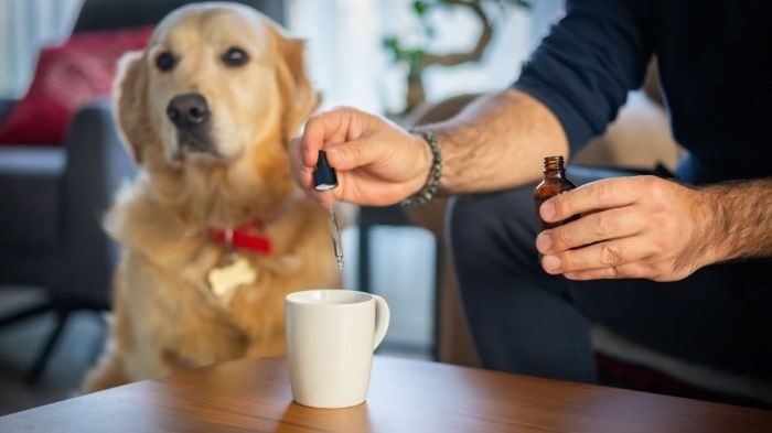 can-i-give-my-dog-calpol-a-vet-s-opinion-wewantdogs