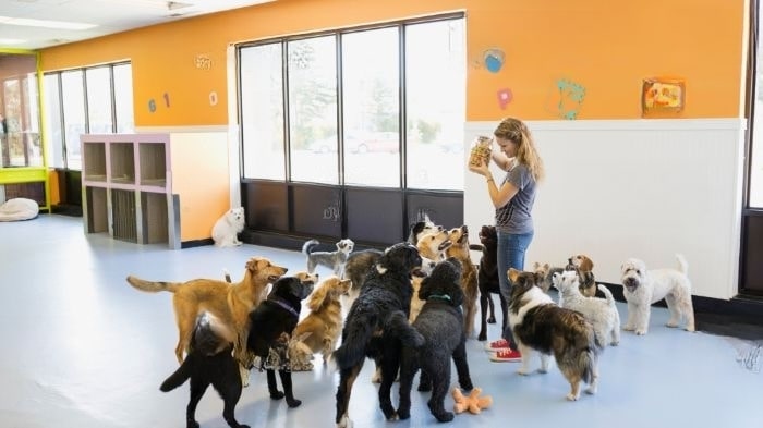 how-much-is-dog-daycare-in-the-uk-does-your-furry-friend-need-it