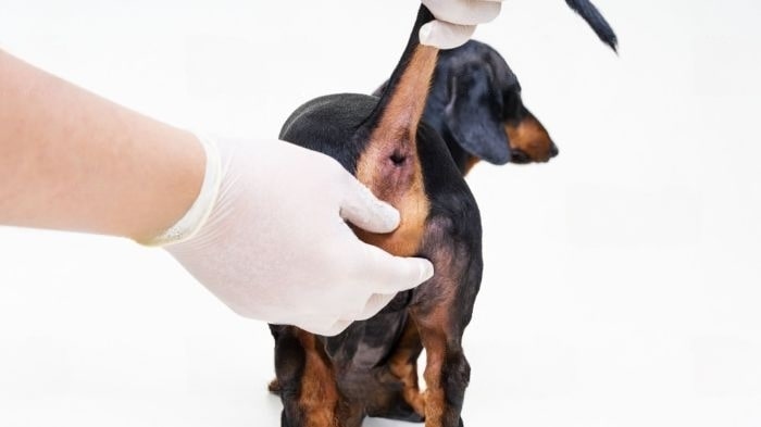 what-cream-can-i-put-on-my-dog-s-sore-bum-wewantdogs