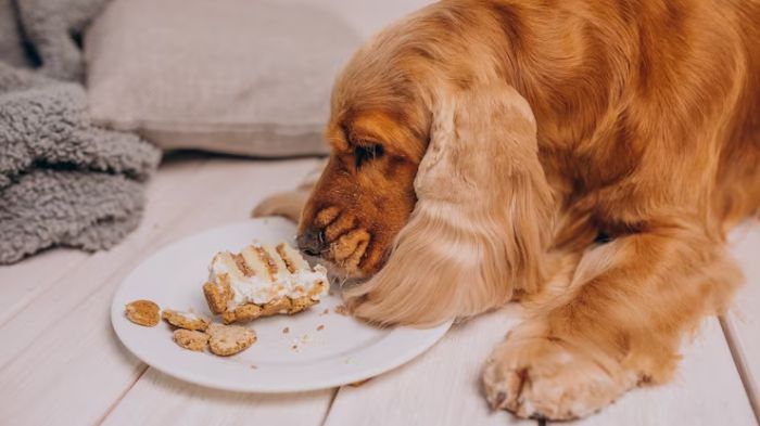 Are digestive biscuits 2025 bad for dogs