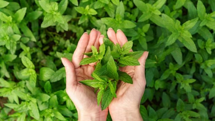 can-dogs-eat-mint-is-mint-bad-for-dogs-wewantdogs