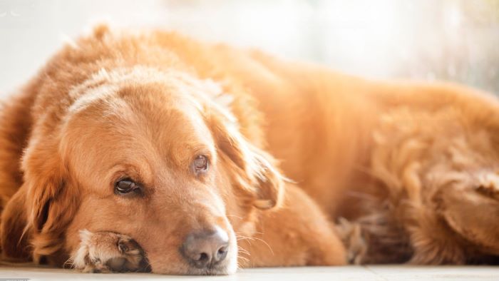 Ten Signs Your Dog Is Dying Dog Behaviour Before Death WeWantDogs   Signs Your Dog Is Dying 