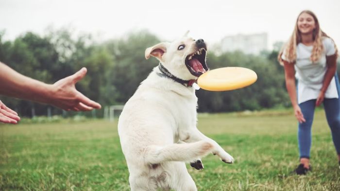 things-to-do-with-your-dog-best-dog-friendly-activities-for-dog-owners