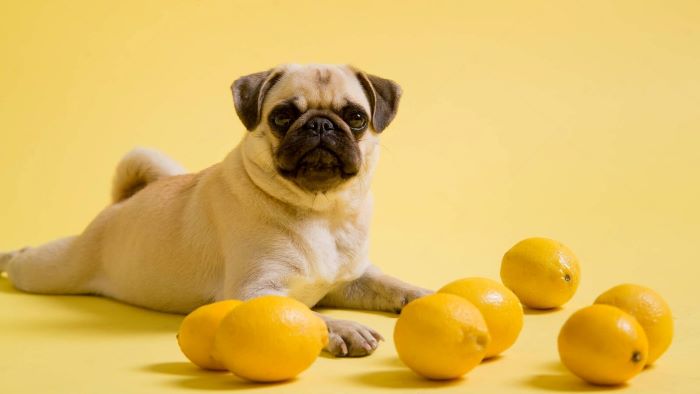 Can Dogs Eat Lemons? Is It Safe? - WeWantDogs