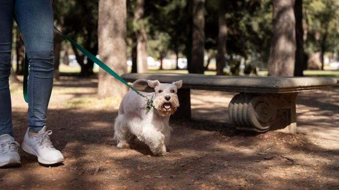 how-to-walk-a-puppy-that-doesn-t-want-to-walk-tips-to-make-your-pup