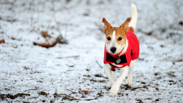 at-what-temperature-does-a-dog-need-a-coat-the-science-behind-dog