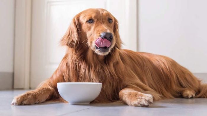 can-dogs-eat-porridge-a-nutritious-snack-wewantdogs