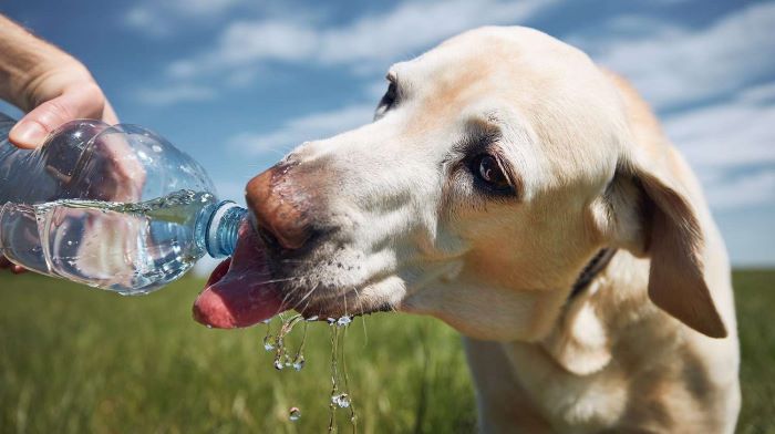 Teach Your Dog to Drink Out of a Water Bottle - Vetstreet