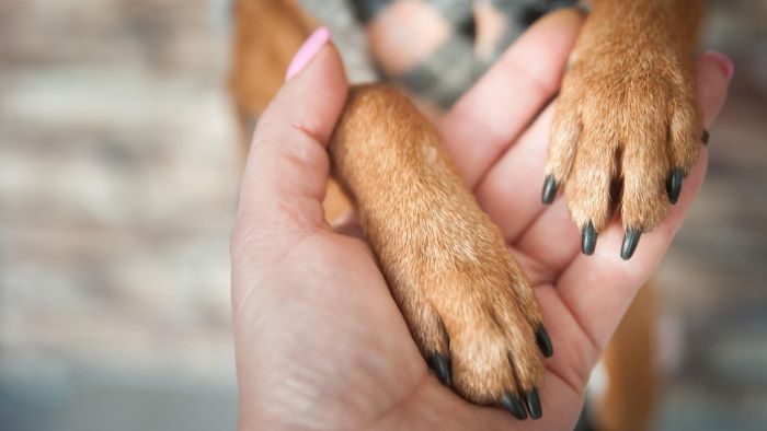 How to Keep Dog Nails Short Without Clipping? Grooming Tips for Your ...