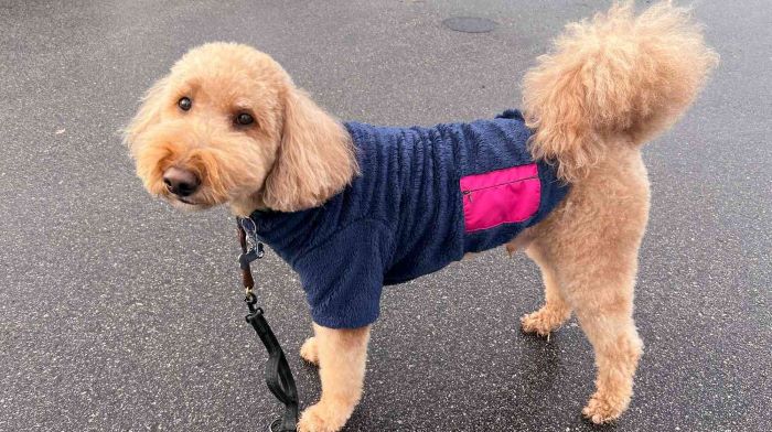 How to Measure for a Dog Coat? The Ultimate Guide