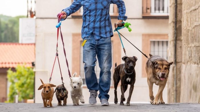 how-much-do-dog-walkers-charge-paws-and-prices-wewantdogs