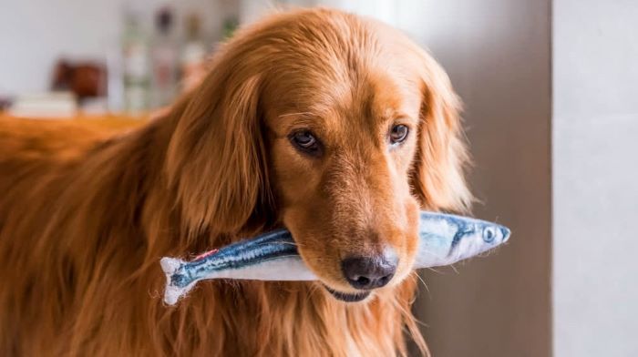 can-dogs-eat-mackerel-exploring-canine-nutrition-wewantdogs