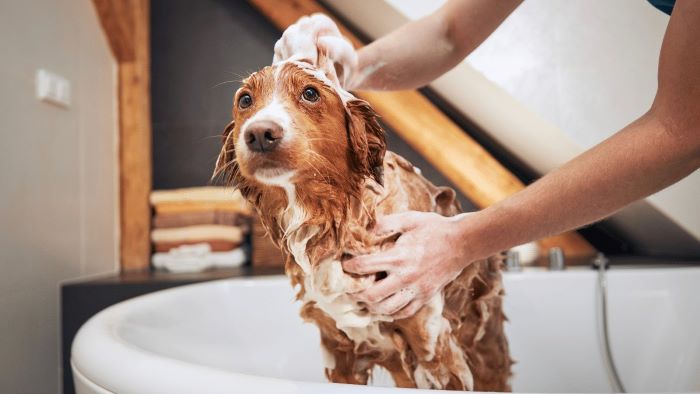 Can You Use Human Shampoo on Dogs? The Science Behind the Myth - WeWantDogs