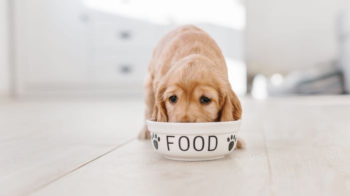 how-to-add-fibre-to-a-dog-s-diet-canine-nutrition-wewantdogs