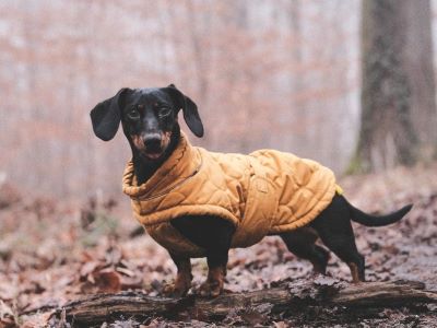 dog wearing a coat