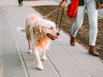 dog walking on a summer day