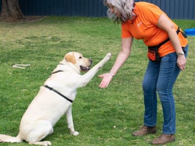 Age to Start Dog Protection Training