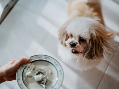 dog eating rice