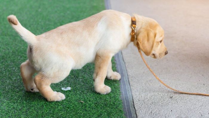 What happens if a dog urinates on artificial grass?